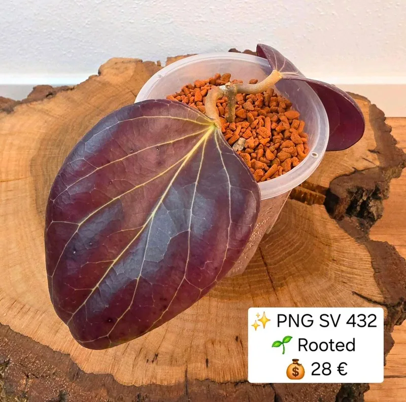 Hoya sp. PNG SV 432 – Mutterpflanze