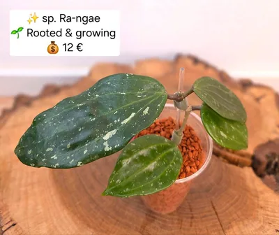 Hoya sp. Ra-ngae (Rangae)
