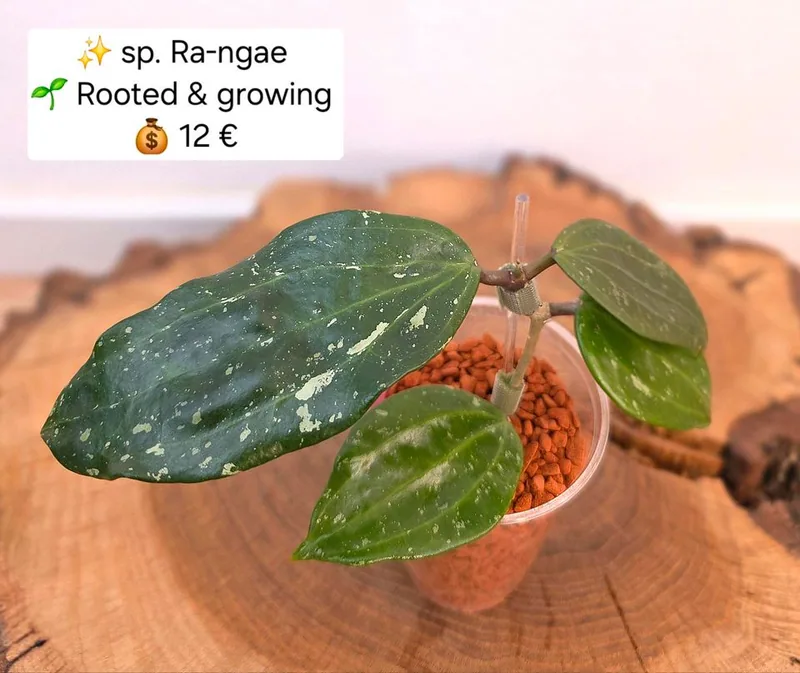 Hoya sp. Ra-ngae (Rangae) – Mutterpflanze