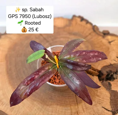 Hoya sp Sabah GPS 7950 (Lubosz)