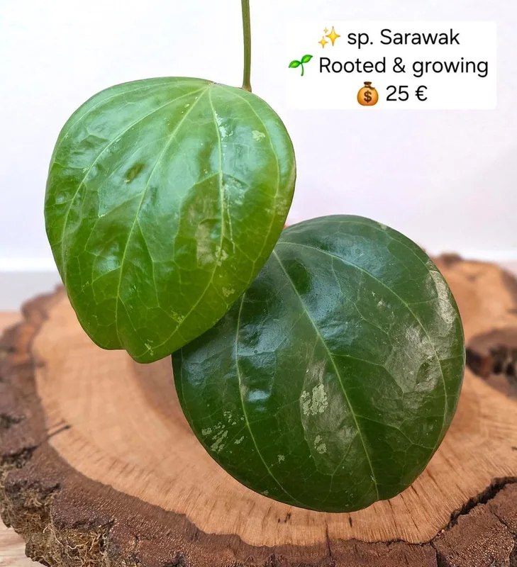 Hoya sp. Sarawak – Mutterpflanze