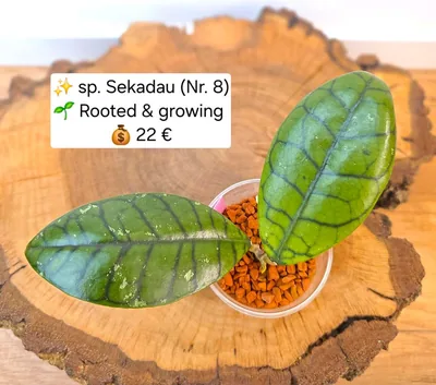 Hoya sp. Sekadau NR. 8