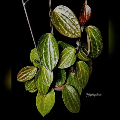 Hoya sp. Sulawesi GPS 8867