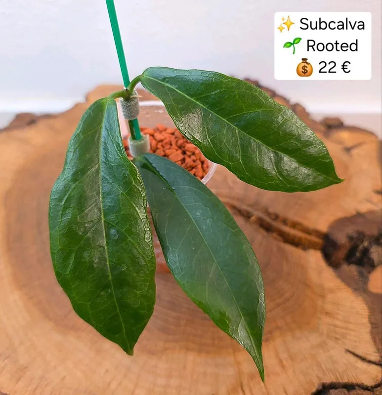 Hoya subcalva IML 404 – Mutterpflanze