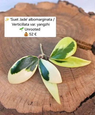 Hoya 'Suet Jade' Albomarginata Verticillata var. Yangzhi