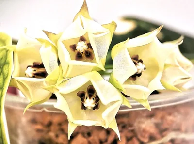 Hoya surisana
