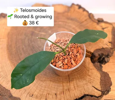 Hoya telosmoides