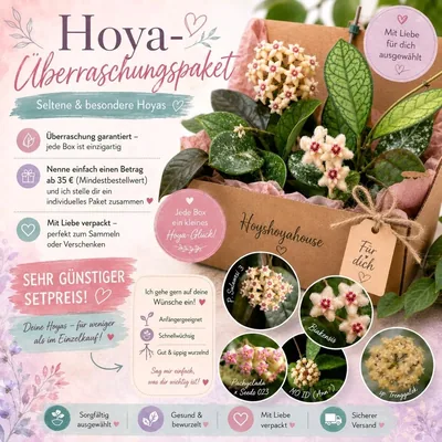 Hoya überraschungspaket