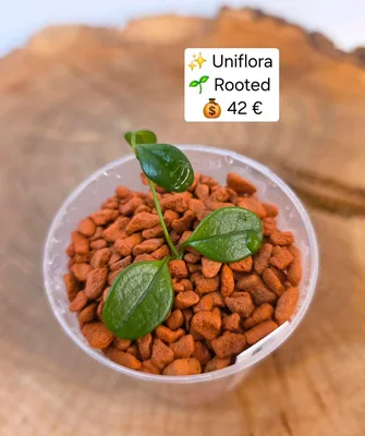 Hoya uniflora