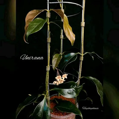 Hoya unirana