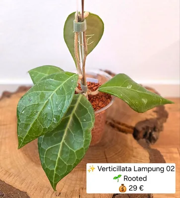 Hoya verticillata Lampung 02
