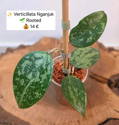Hoya verticillata Nganjuk