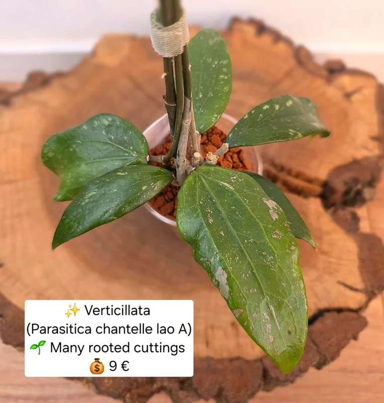 Hoya verticillata (Parasitica Chantelle LAO A) – Mutterpflanze