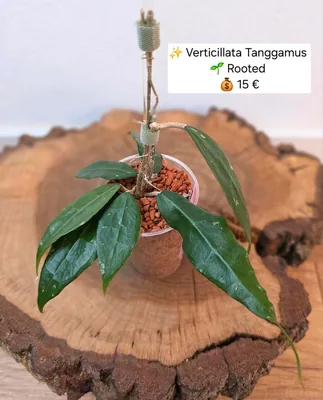Hoya verticillata Tanggamus
