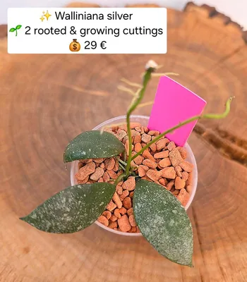 Hoya walliniana Silver