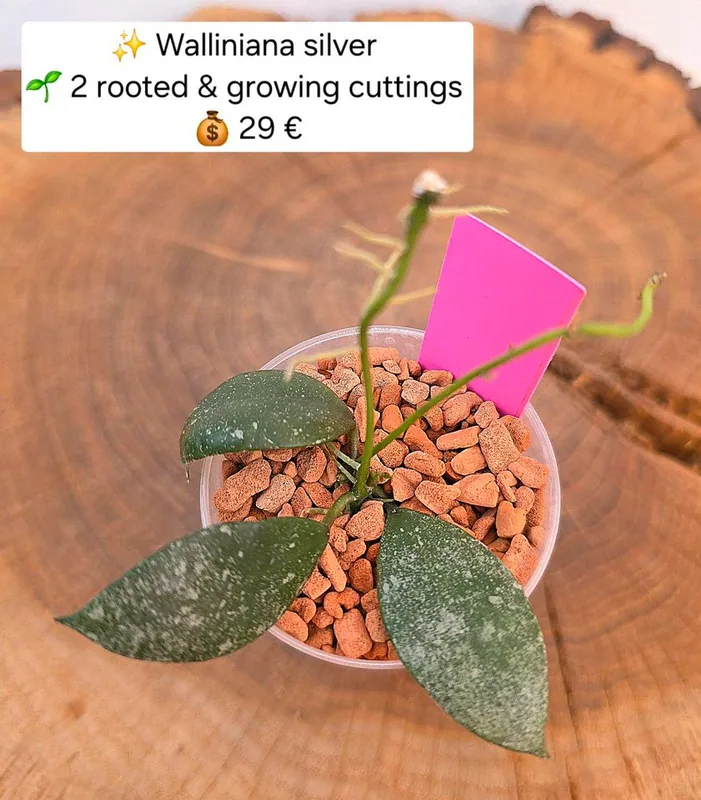 Hoya walliniana Silver – Mutterpflanze