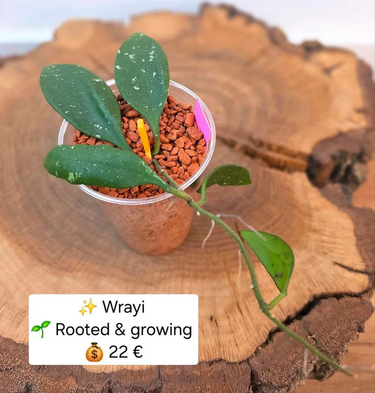 Hoya wrayi – Mutterpflanze