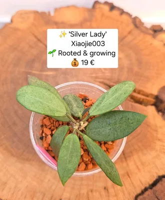 Hoya xiaojie 003 ’silver Lady’